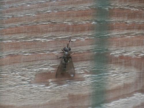 Hermetia illucens
